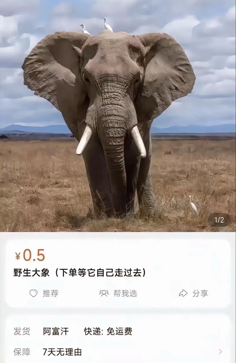 大象回家视频永不迷路2024
