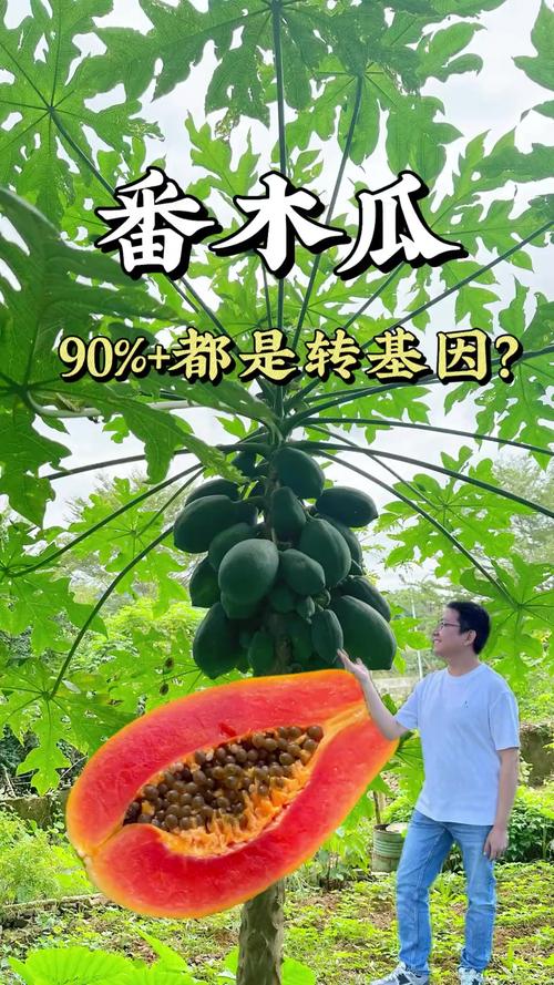 木瓜视频是细菌还是病毒图片