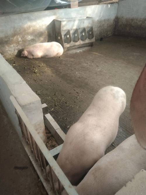 养猪50只一年赚多少钱