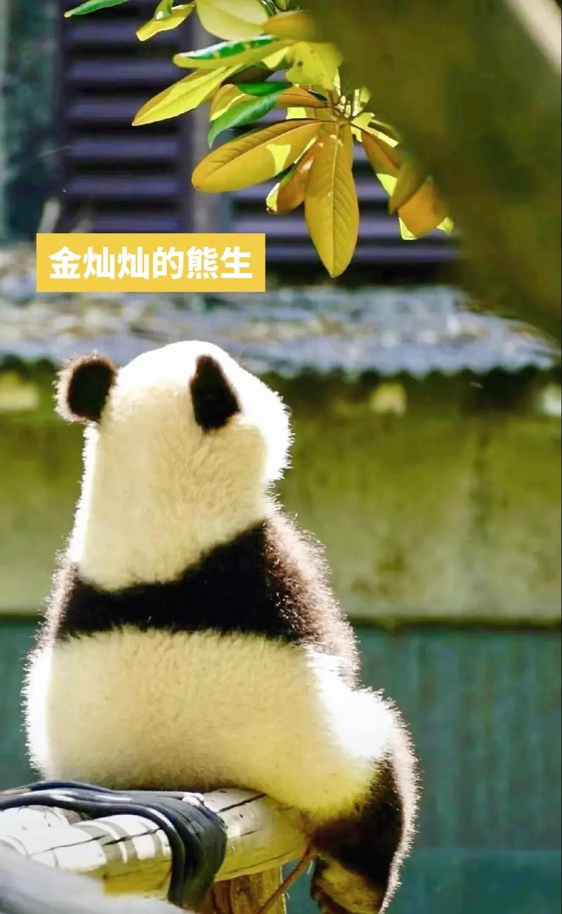 熊猫开挂器下载截图