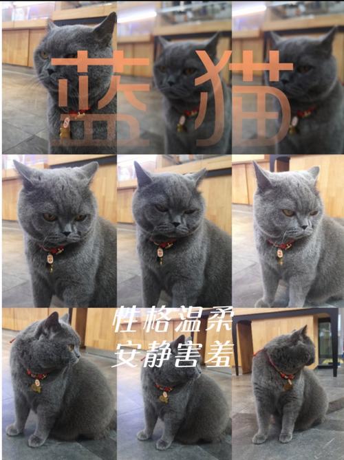 lanmao懒猫漫画官网