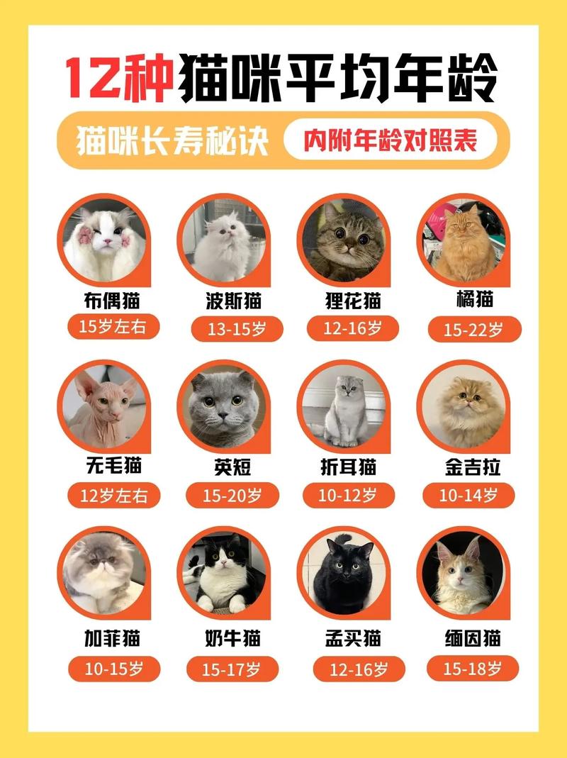 小猫咪lite美化包
