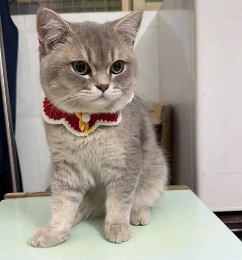 猫咪动语破解版