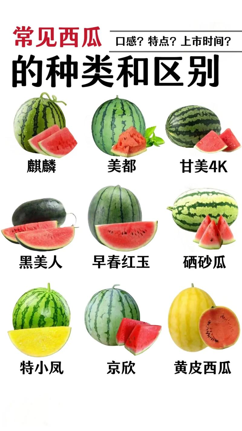 愤怒的西瓜红包版最新版本更新内容介绍