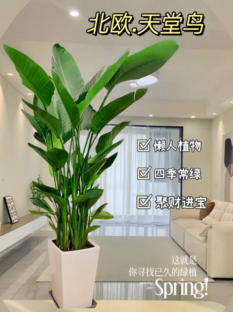 天堂鸟放客厅大忌