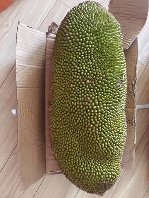菠萝蜜扦插24小时