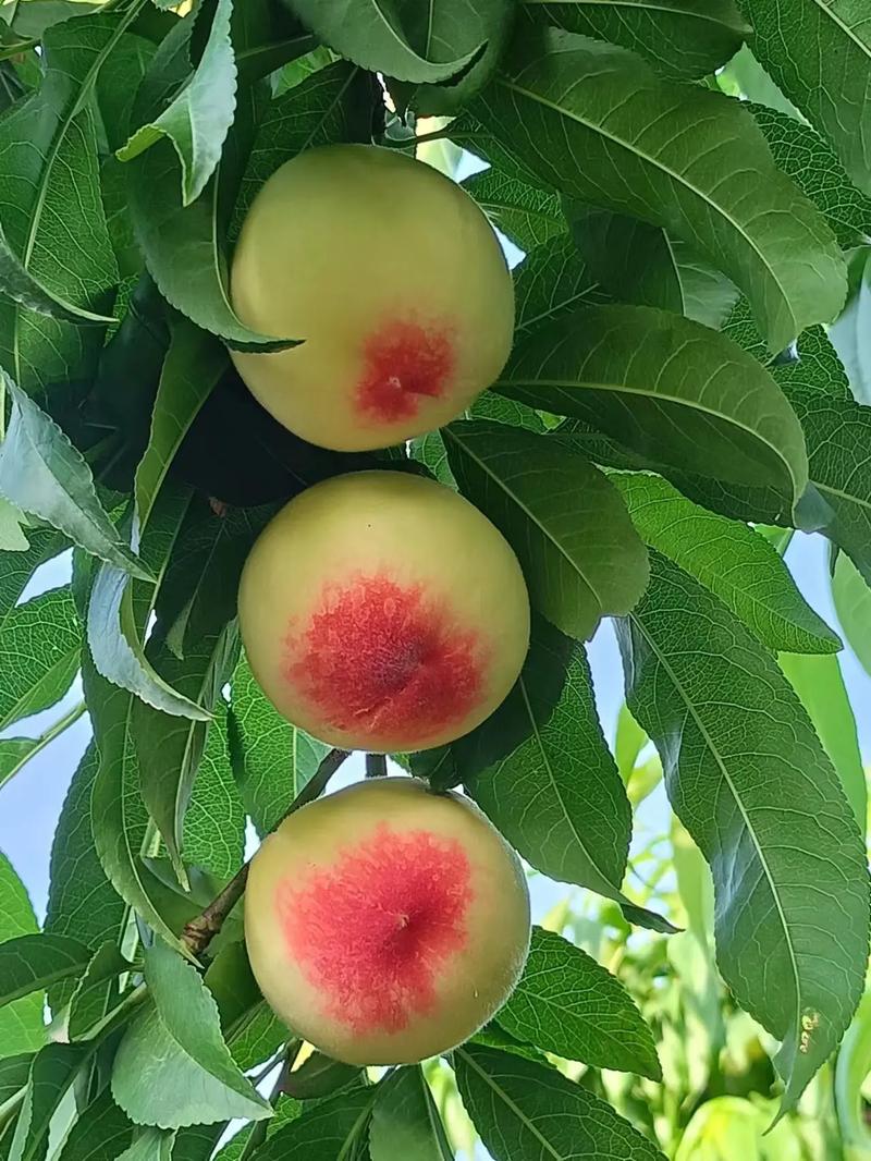 乡村生活桃子移植下载