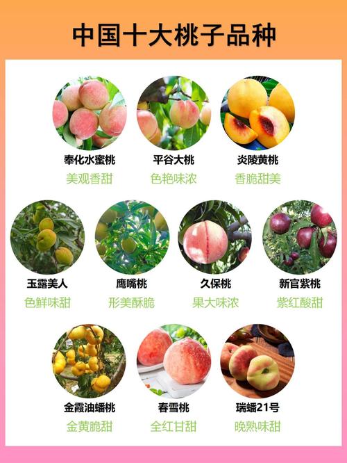 fairymaze桃子移植汉化版