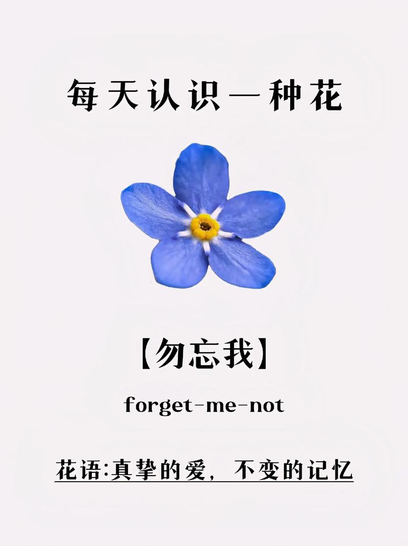 花语330直播免费观看