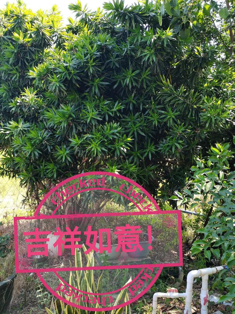 望秋助手最新版