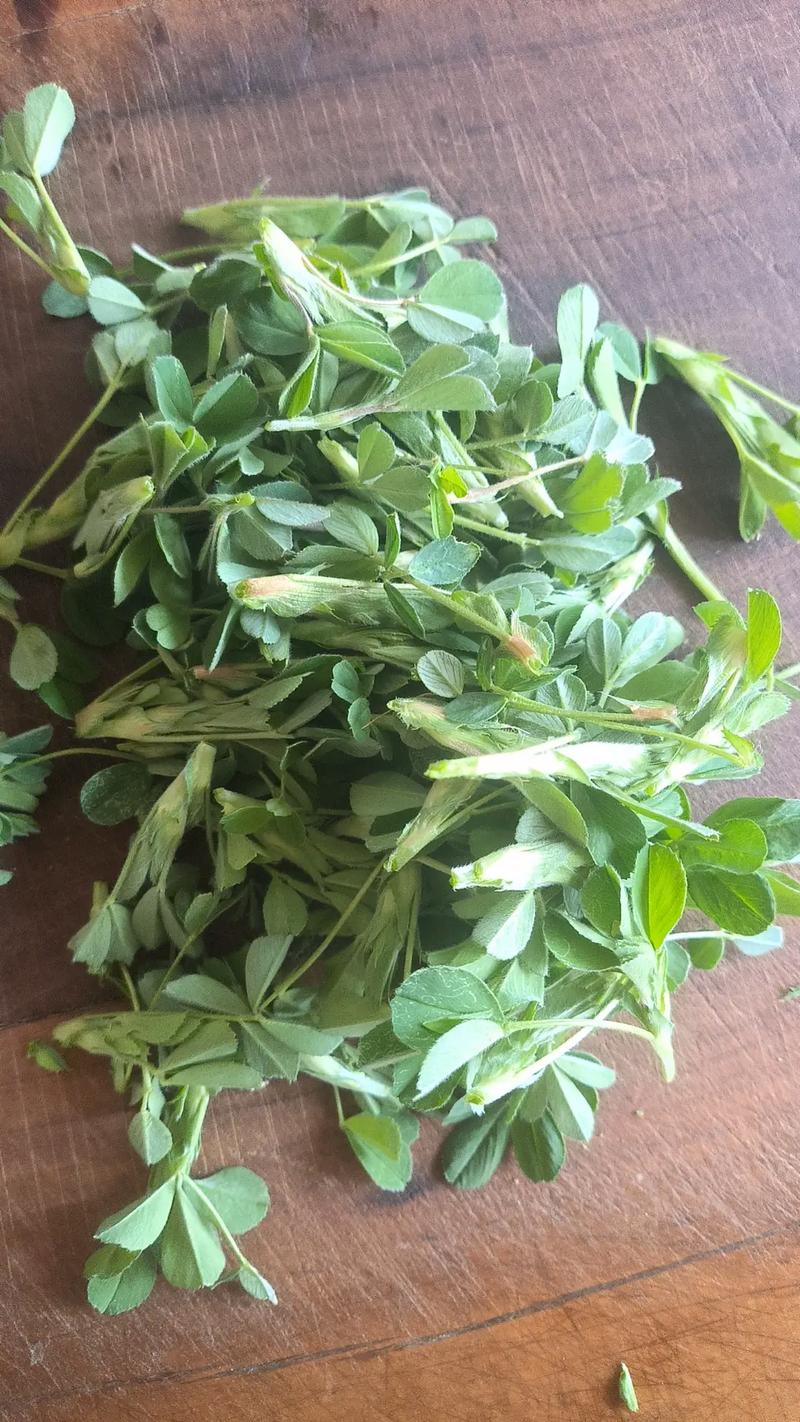 苜蓿炒肉里的苜蓿是指
