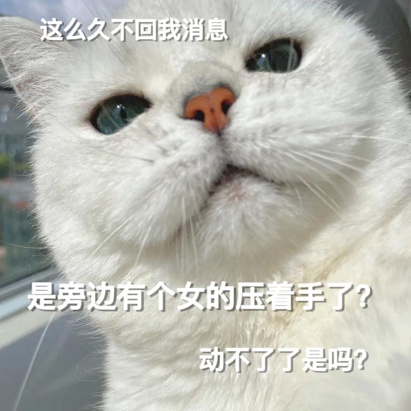 抖音对象不回消息时发的表情包