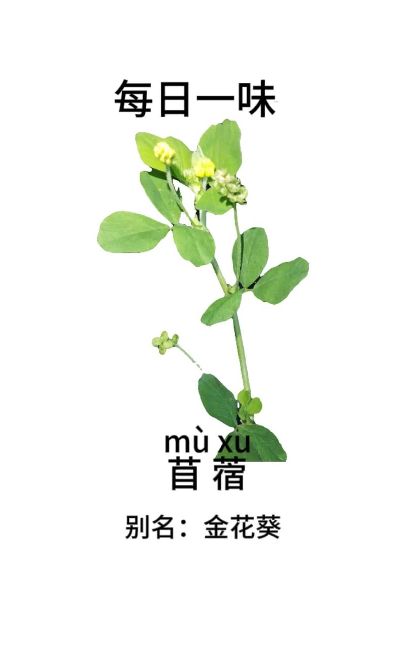 苜蓿吃法视频