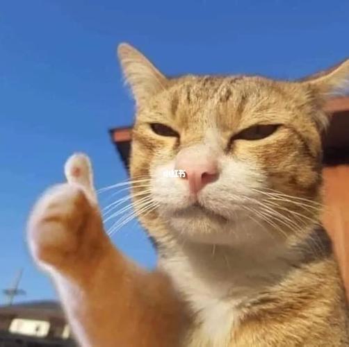 点赞猫