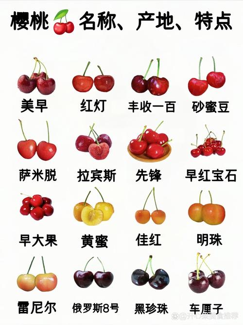 糖心樱桃改名叫什么了啊