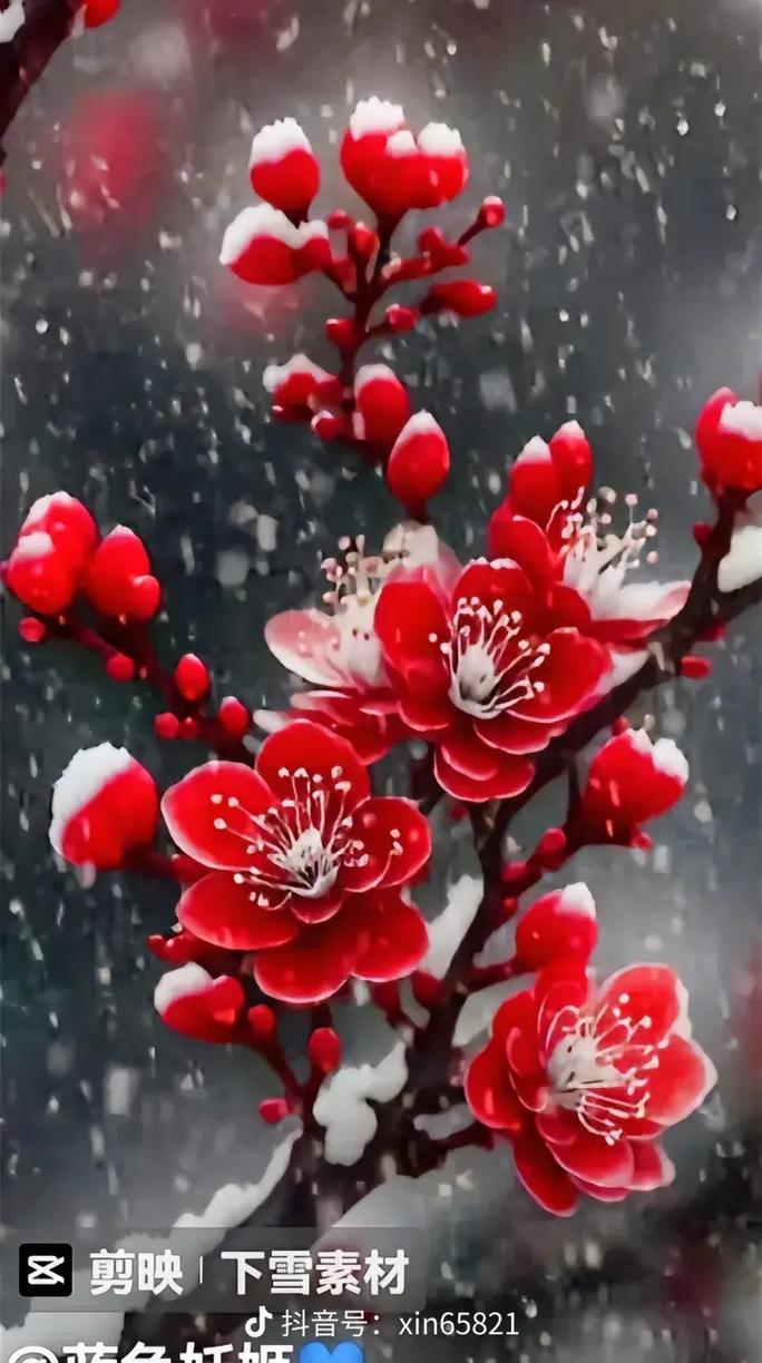 梅花视频怎么没了
