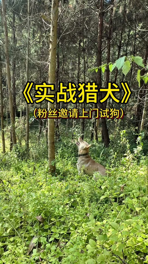 三角洲寻血猎犬(免费)