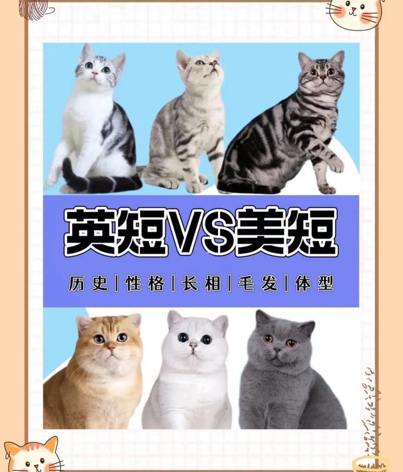 英短美短性格优点缺点