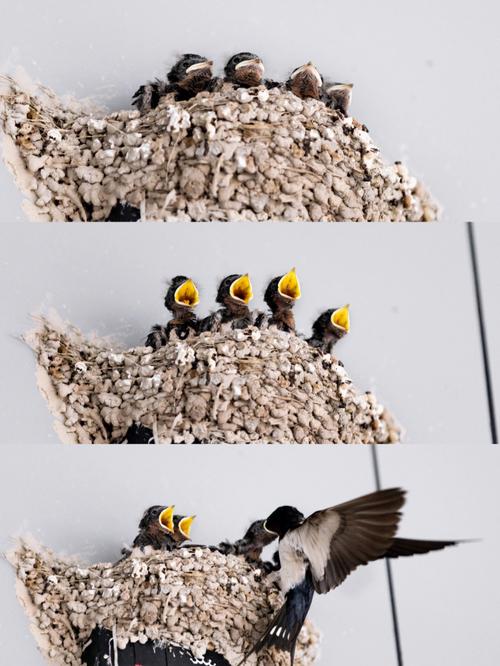 四只雏鸟小妹第四集什么时候上映