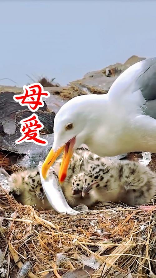 人工喂雏鸟方法视频