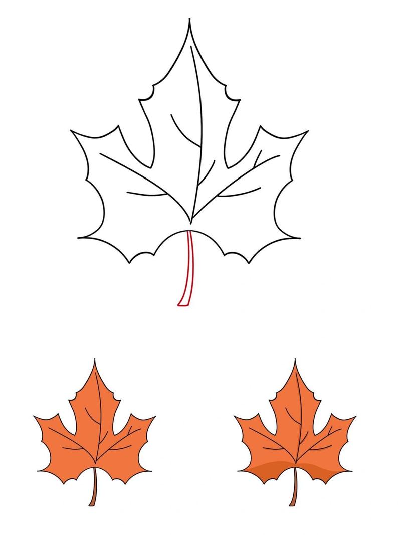 枫叶图片 手绘 简笔画