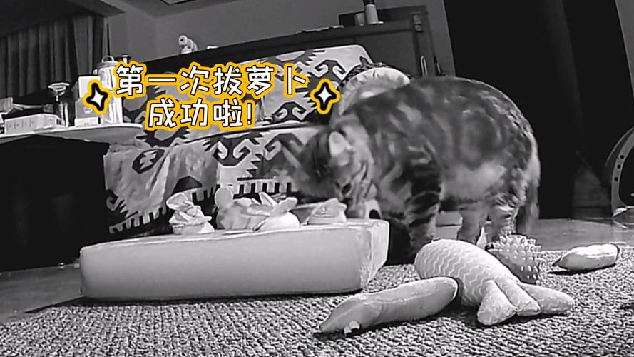 二人世界拔萝卜在线视频