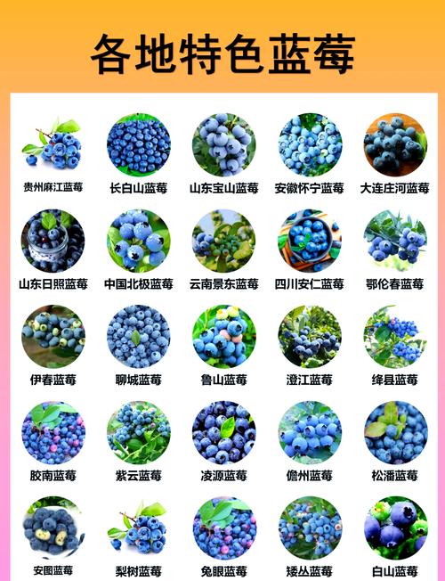 蓝莓内置MOD菜单无广告