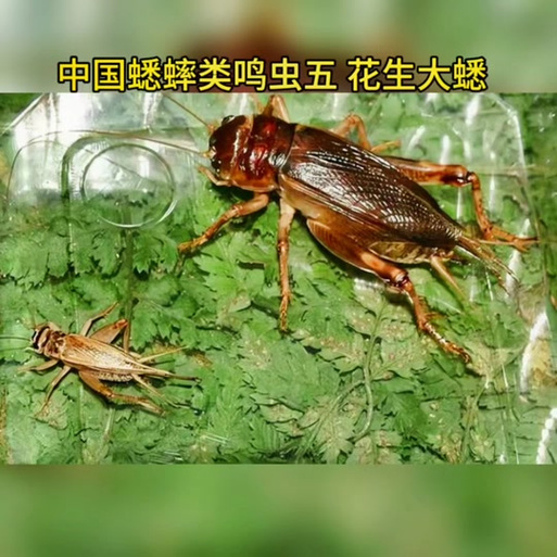 花生大蟋蟀打斗视频