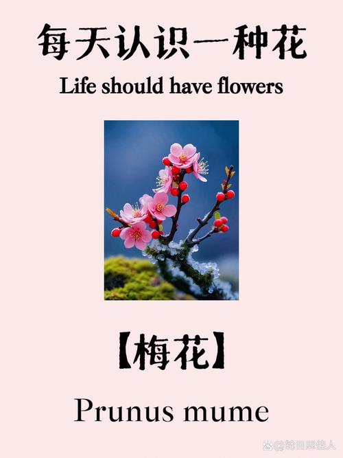 梅花视频一天看三遍的