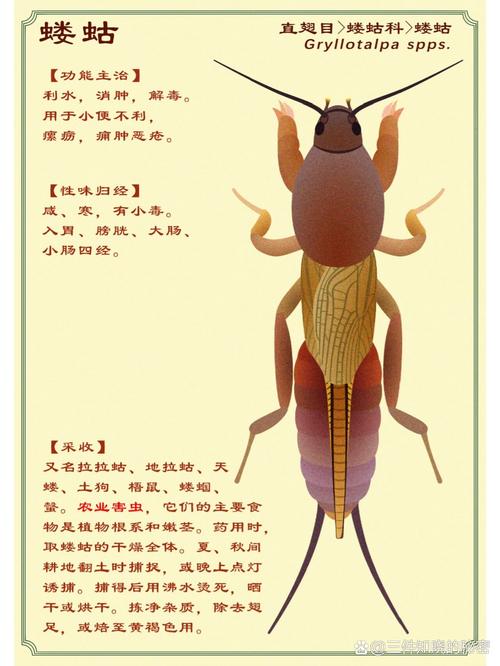 蝼蛄vs蟋蟀