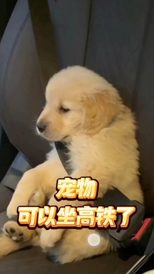 狗在笼子里可以坐地铁吗图标
