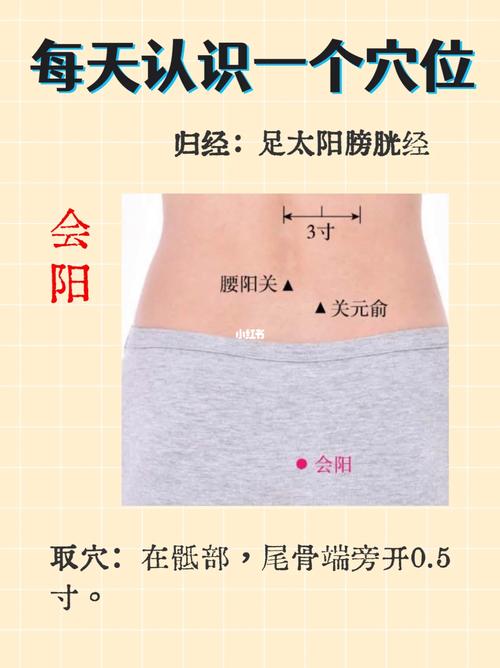 会阳的准确位置图和作用