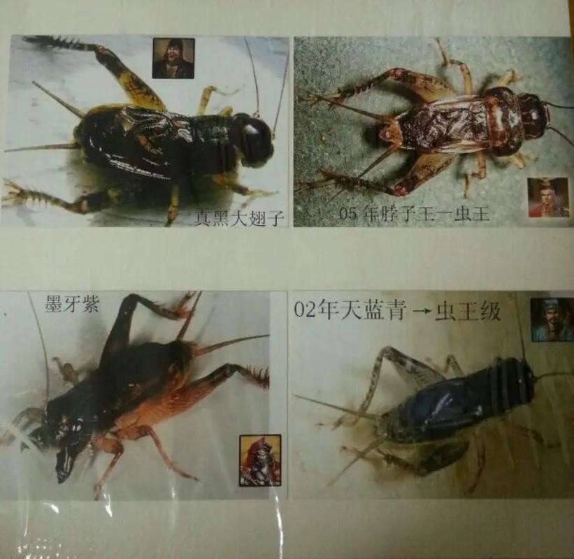 蟋蟀十大凶虫图片