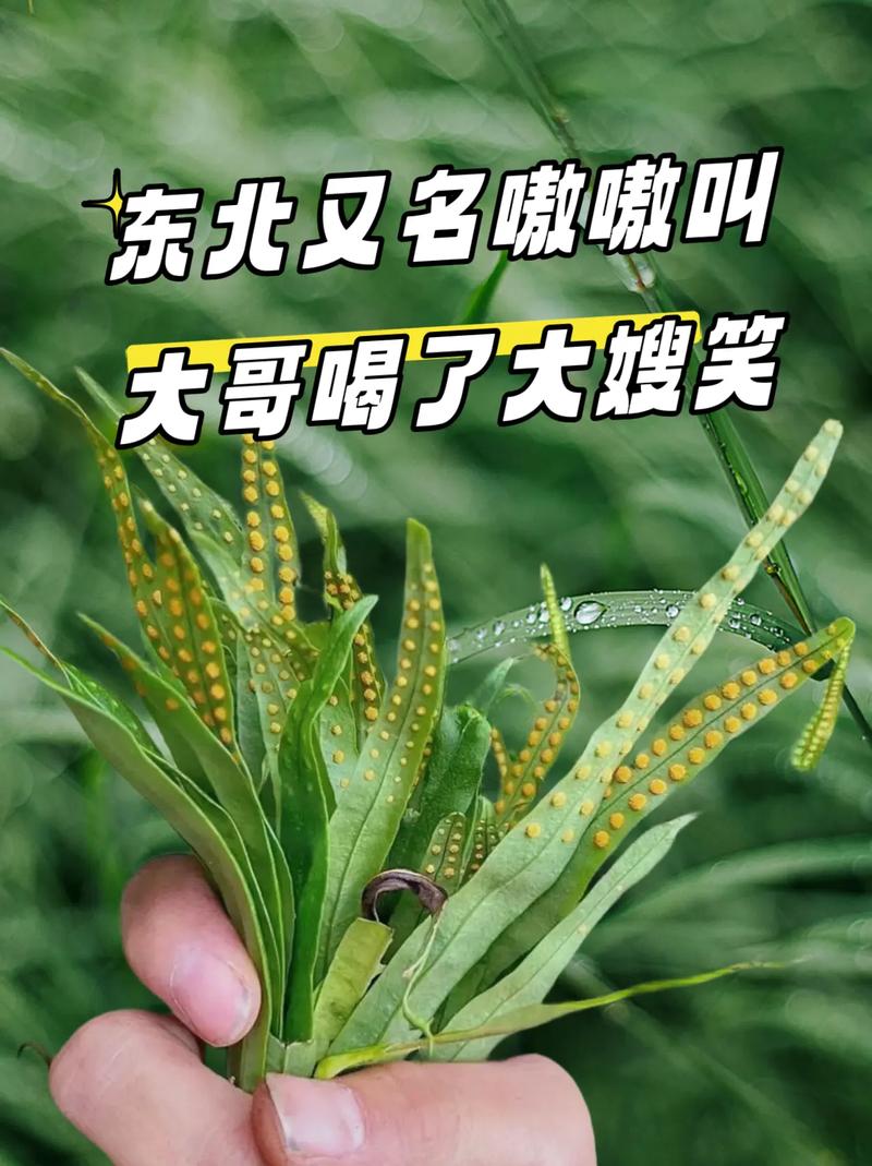 东北话kuku是啥意思