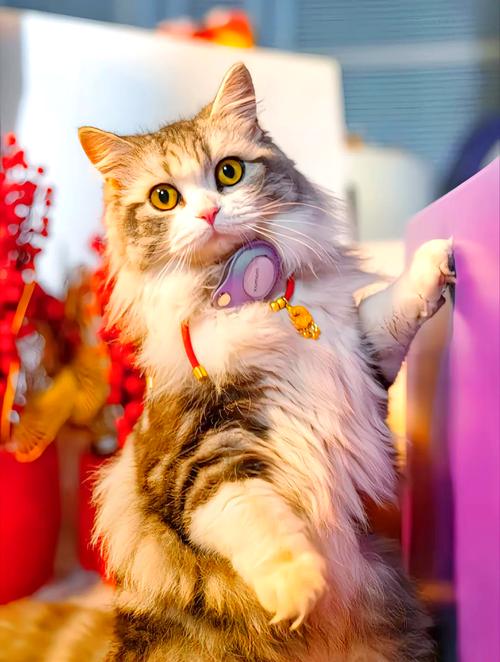 红猫大本猫永久人口2023更新