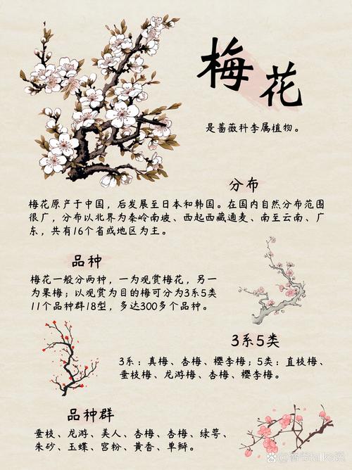 梅花网抖音文案大全