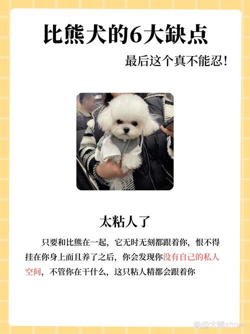 比熊被主人打后的心理