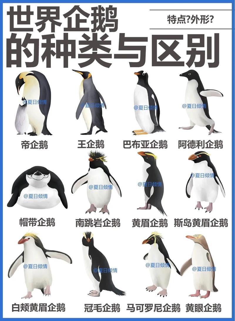 一共有几只企鹅还能怎样解答