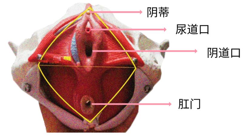 观看女性阴道的软件