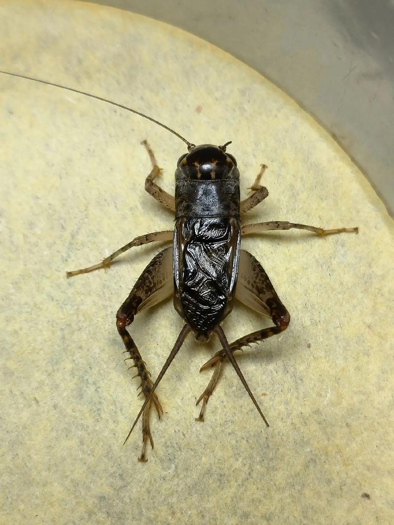 蟋蟀图片真实照片图标