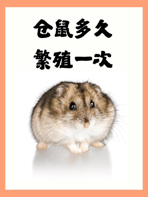 仓鼠日常2.0.7版本
