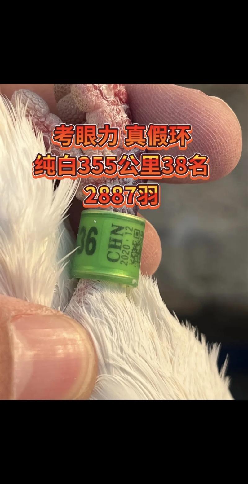 搜鸽天下一查信鸽成绩足环