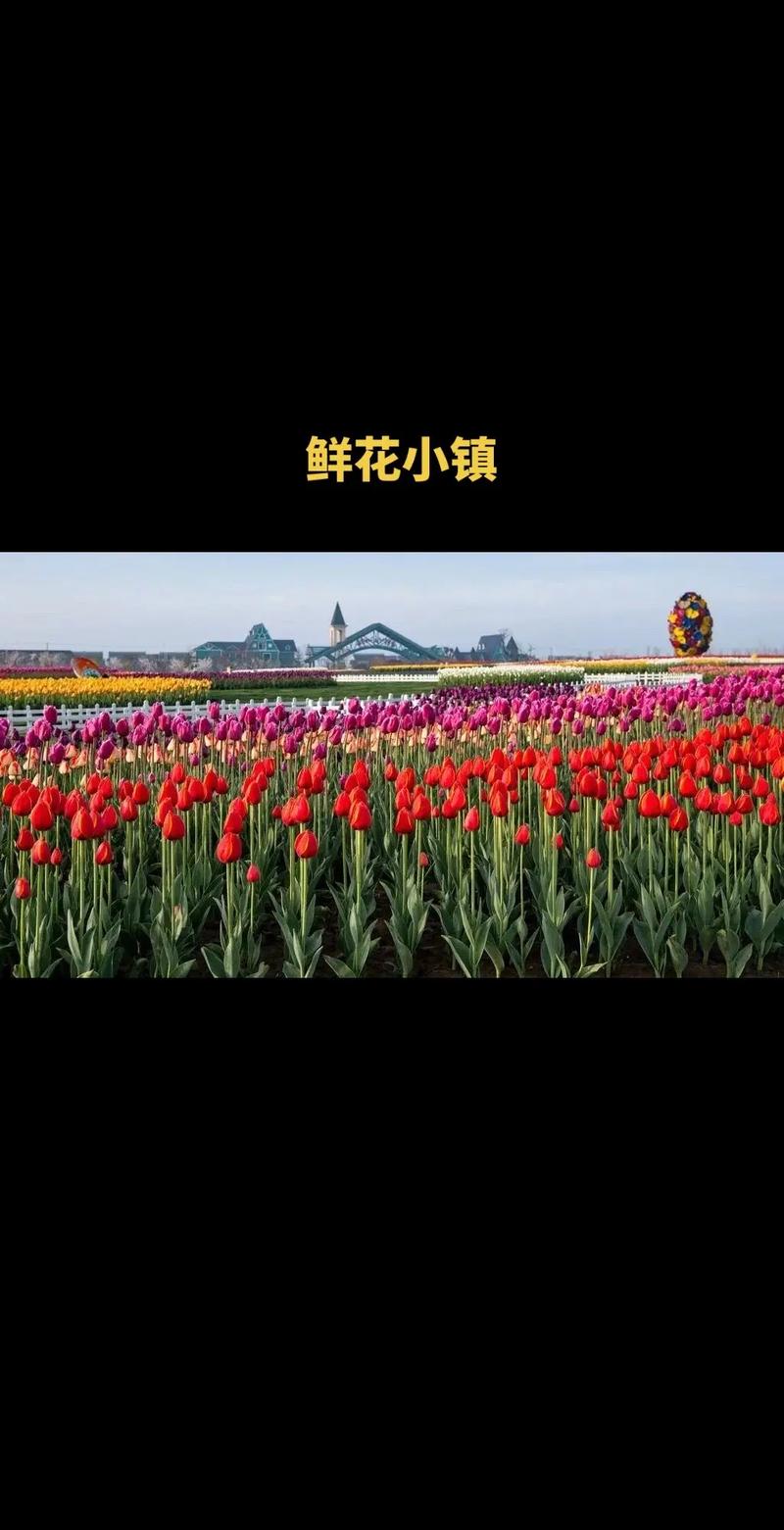 鲜花小镇app官网版