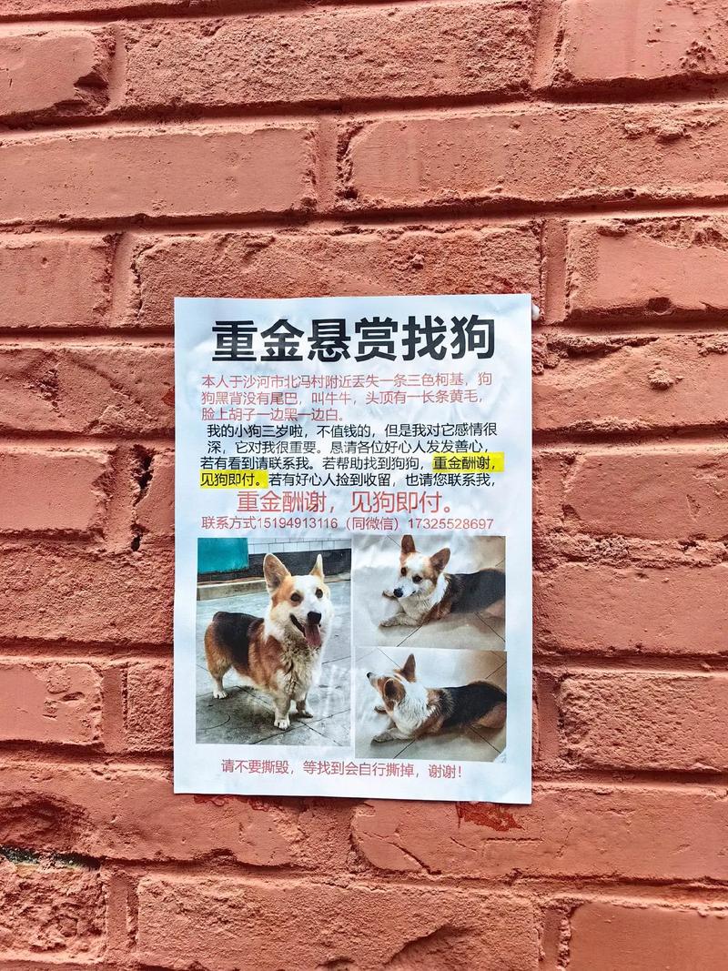 悬赏狗app官网版