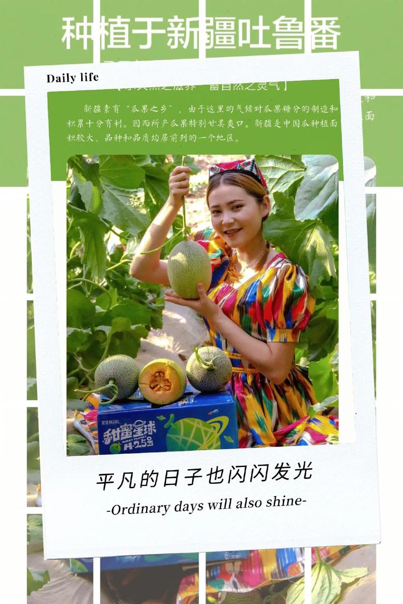 哈密瓜赚钱v1.0图标