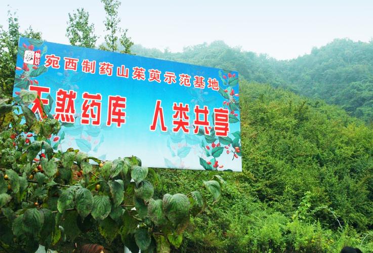 山间药园官方正版