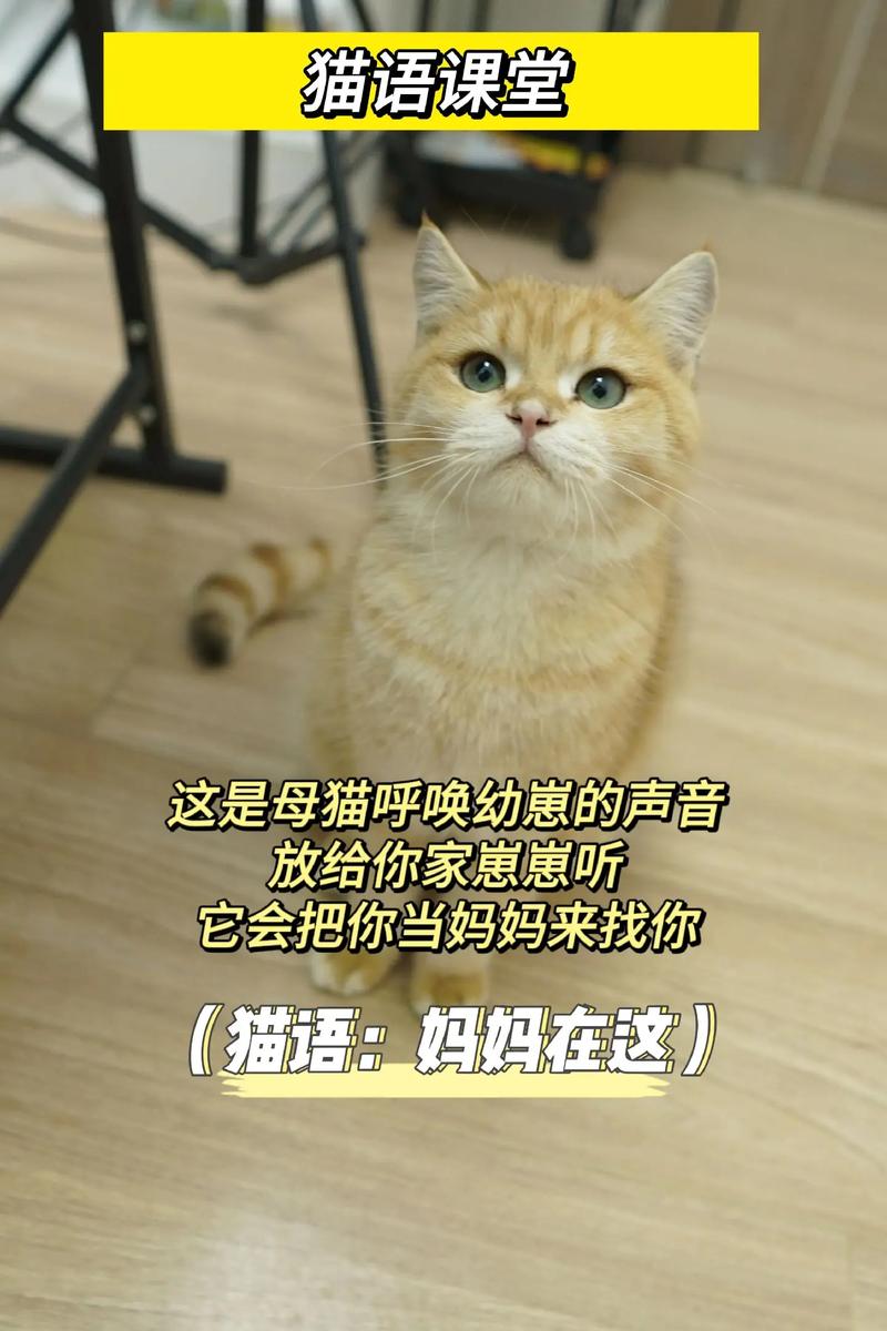 抖音当猫听到主人说要再买个猫时表情包
