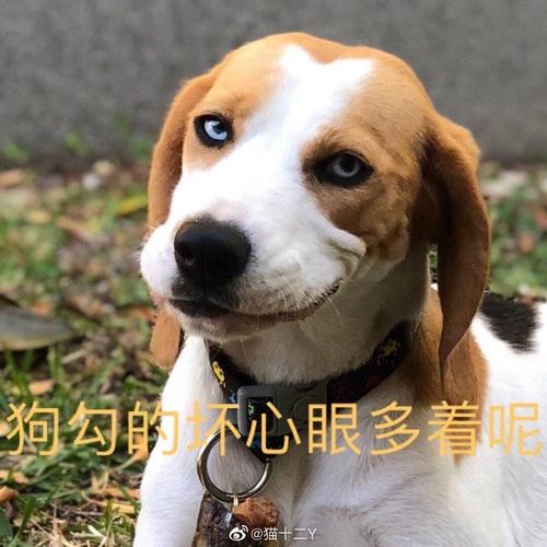 抖音小狗勾坏心眼多着呢表情包
