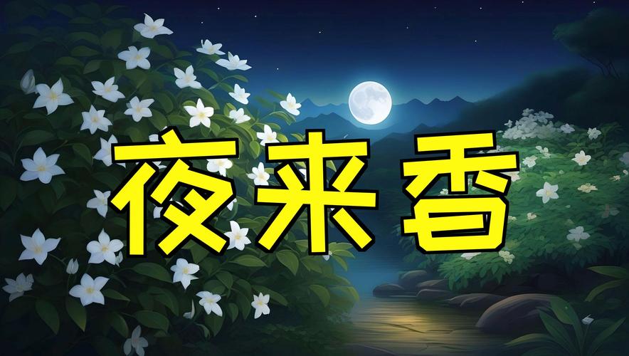 夜来香交友聊天