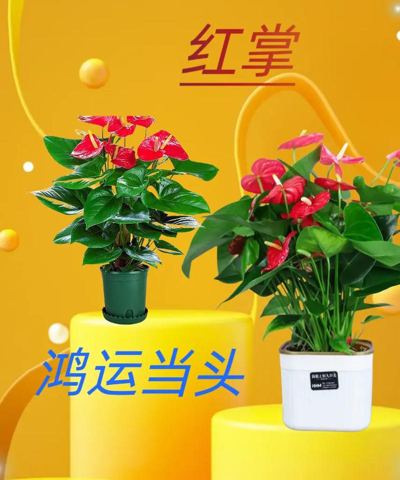 掌上火花短视频手机版